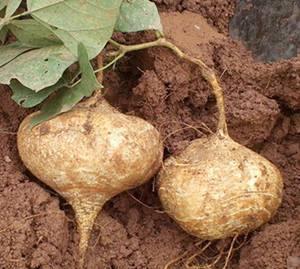 土瓜痛风可以吃吗