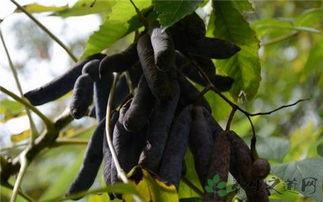 吃猫屎瓜的好处,养颜美容、强身健体