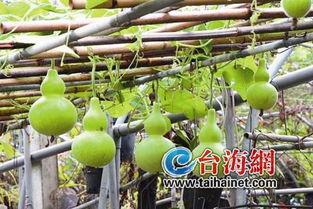 尿酸高吃葫芦瓜