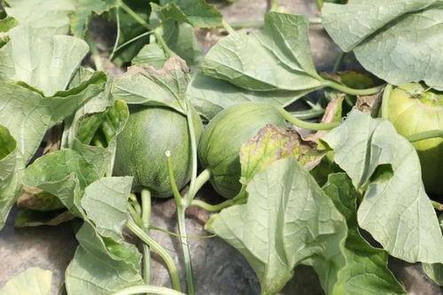 梦熙正在吃瓜,揭秘娱乐圈的甜蜜秘密