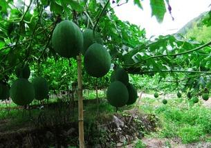野生吊瓜怎么吃,野生吊瓜的多样食法探索