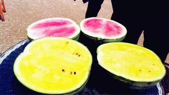 7月吃瓜视频,盘点热门吃瓜视频大盘点