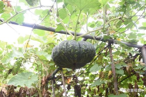 功德园吃瓜,揭秘吃瓜者的神秘乐园