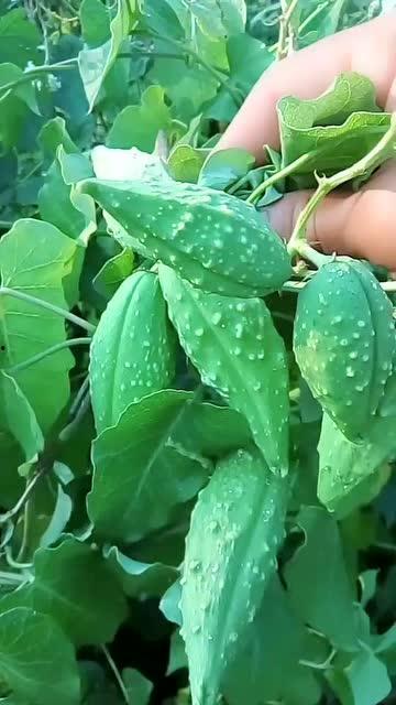 植物吃瓜,揭秘植物吃瓜的奇妙现象