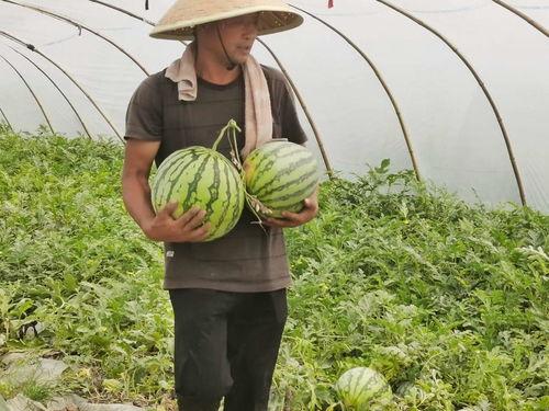 河南工业贸易吃瓜,瓜分市场，共谋发展新篇章