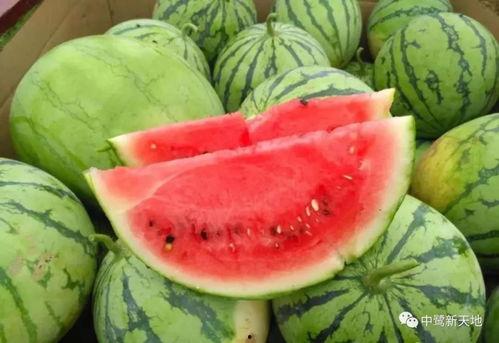 荔枝艾吃瓜,揭秘网络热词背后的趣味与智慧