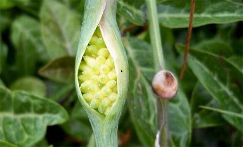 风吹半夏五人吃瓜,五人吃瓜，揭秘娱乐圈幕后风云