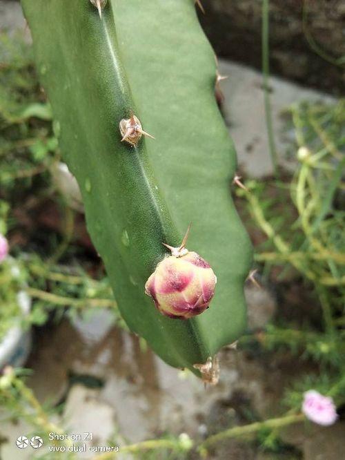 夏季就得吃瓜,清凉一夏，尽享瓜果盛宴