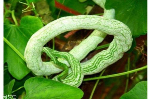 蛇瓜可以吃吗,美味与营养并存的神奇蔬菜