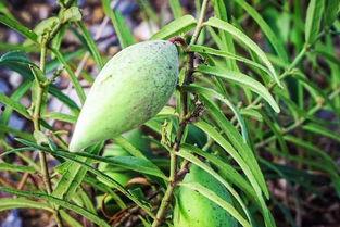 浅唱cc的瓜理性吃瓜,揭秘娱乐圈背后的真相