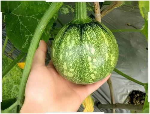 浙江吃瓜事件视频,一场网络热议背后的真相揭秘