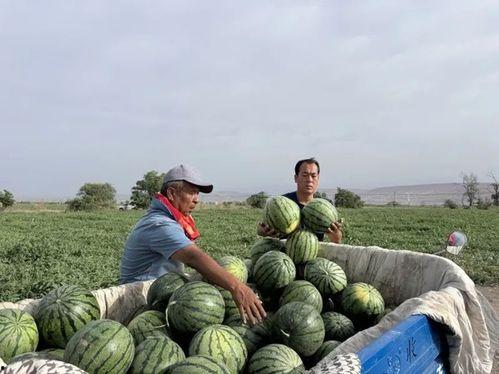 日天吃瓜,揭秘娱乐圈的幕后故事