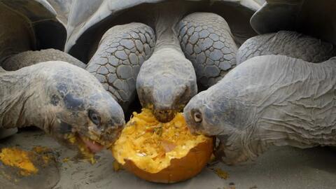 吃瓜乌龟的视频,揭秘网络红人的趣味生活