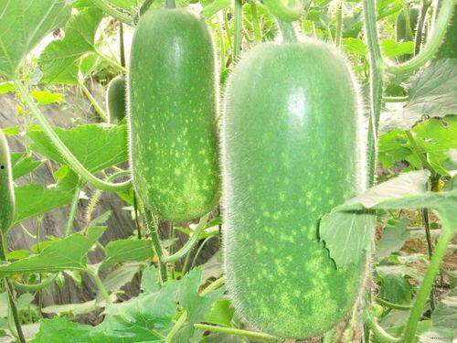 xzc吃瓜,娱乐圈背后的真相与争议