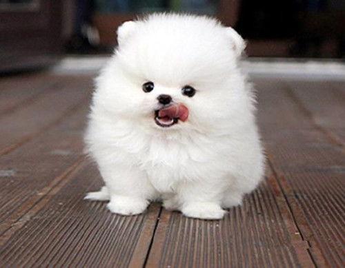 博美吃瓜怎么吃,轻松掌握瓜果美味新姿势