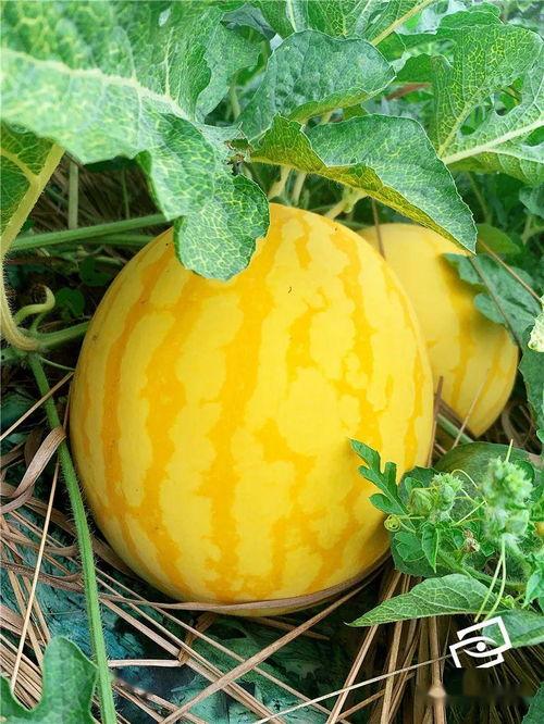 吃瓜啦,揭秘娱乐圈幕后故事，带你走进明星真实生活