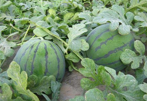 梦见儿子在瓜地摘瓜吃,儿子瓜地摘瓜的甜蜜启示