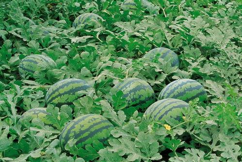 韩山师范吃瓜,一场校园“吃瓜”事件的背后真相