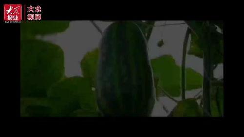 临河吃瓜视频,揭秘街头美食背后的故事