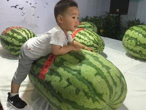 潍坊吃瓜事件,一场网络热议背后的真相与反思