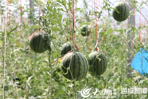 晨曦吃瓜视频地址,揭秘热门话题背后的真相