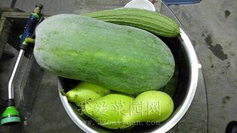 吃瓜热门免费吃瓜