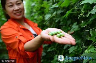 翠绿瓜是连皮吃吗,探索连皮食用的健康美味