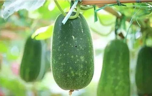 新一吃瓜,揭秘娱乐圈最新热点事件