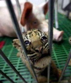 小母猪吃哈密瓜,小母猪的哈密瓜盛宴