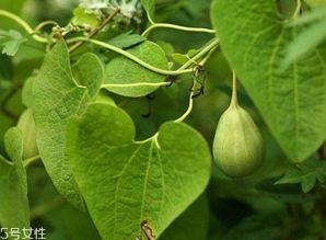 温州梢瓜怎么吃,解锁夏日清新美味
