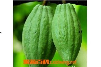 吃乳瓜,探寻夏日清凉新宠