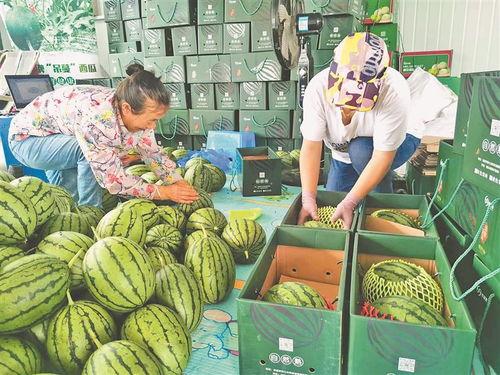 最近曹县吃瓜事件,网络热议背后的真相与反思