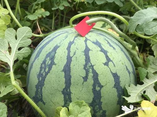 唐超吃瓜,揭秘娱乐圈背后的那些事儿