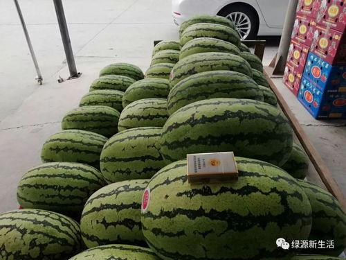 消夏避暑吃瓜大赛,吃瓜大赛欢乐盛启