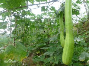 砍瓜都怎么吃,从传统到创新