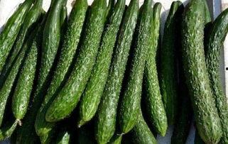 付瓜减肥可以吃吗,健康减肥的美食选择指南