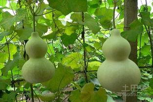 孕妇在家吃葫芦瓜,营养美味两不误