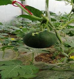 沈丘吃瓜事件,一场网络热议背后的真相与反思