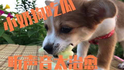 狗阳台吃瓜