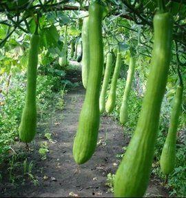 平江康乐村吃瓜