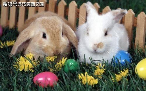 兔吃瓜热门事件,网络热议背后的真相与反思