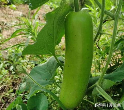 夜晚吃瓜网站,揭秘夜晚吃瓜网站的魅力所在